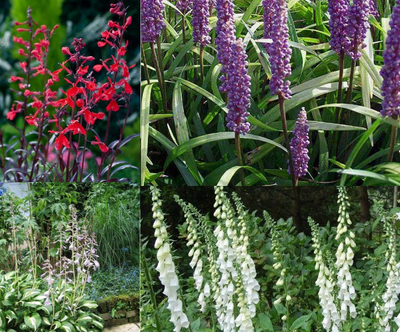 Bordürenpaket lila, rot & weiß (1m2)