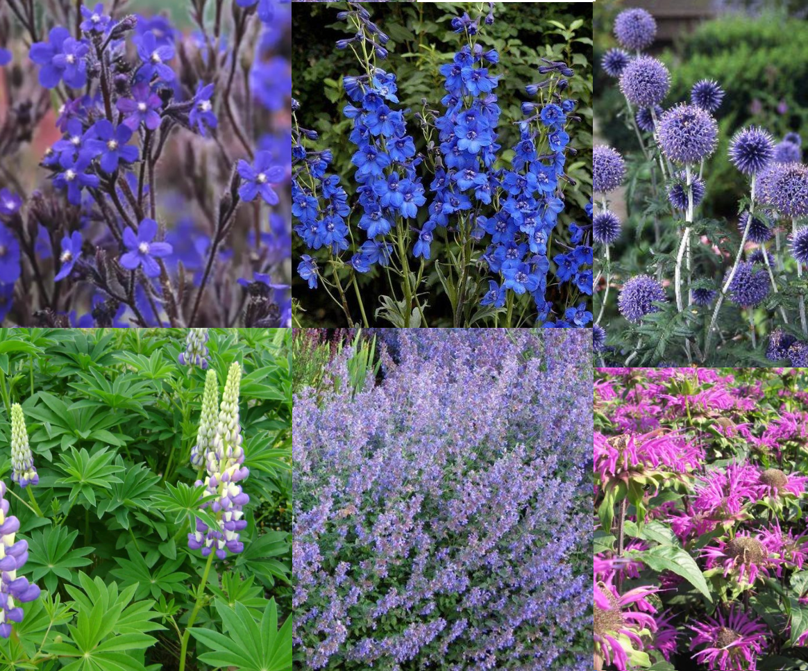 Borderpakket paars/blauw (1,5m2) - Tuinplanten