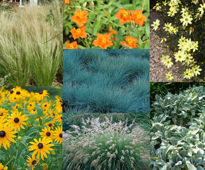 Grenzpaket Präriegrenze (3,5 m²)