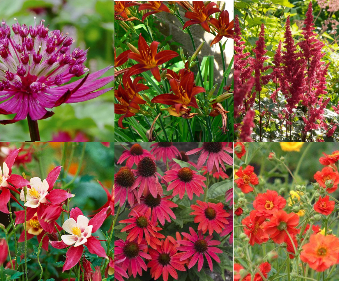 Borderpakket rood (3m2) - Tuinplanten