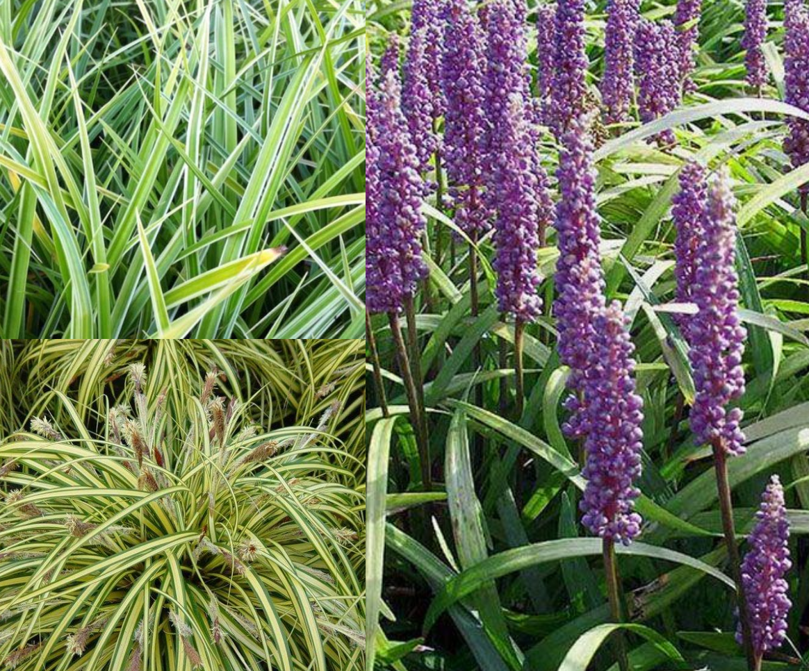 Borderpakket siergrassen groenblijvend (1m2) - Tuinplanten