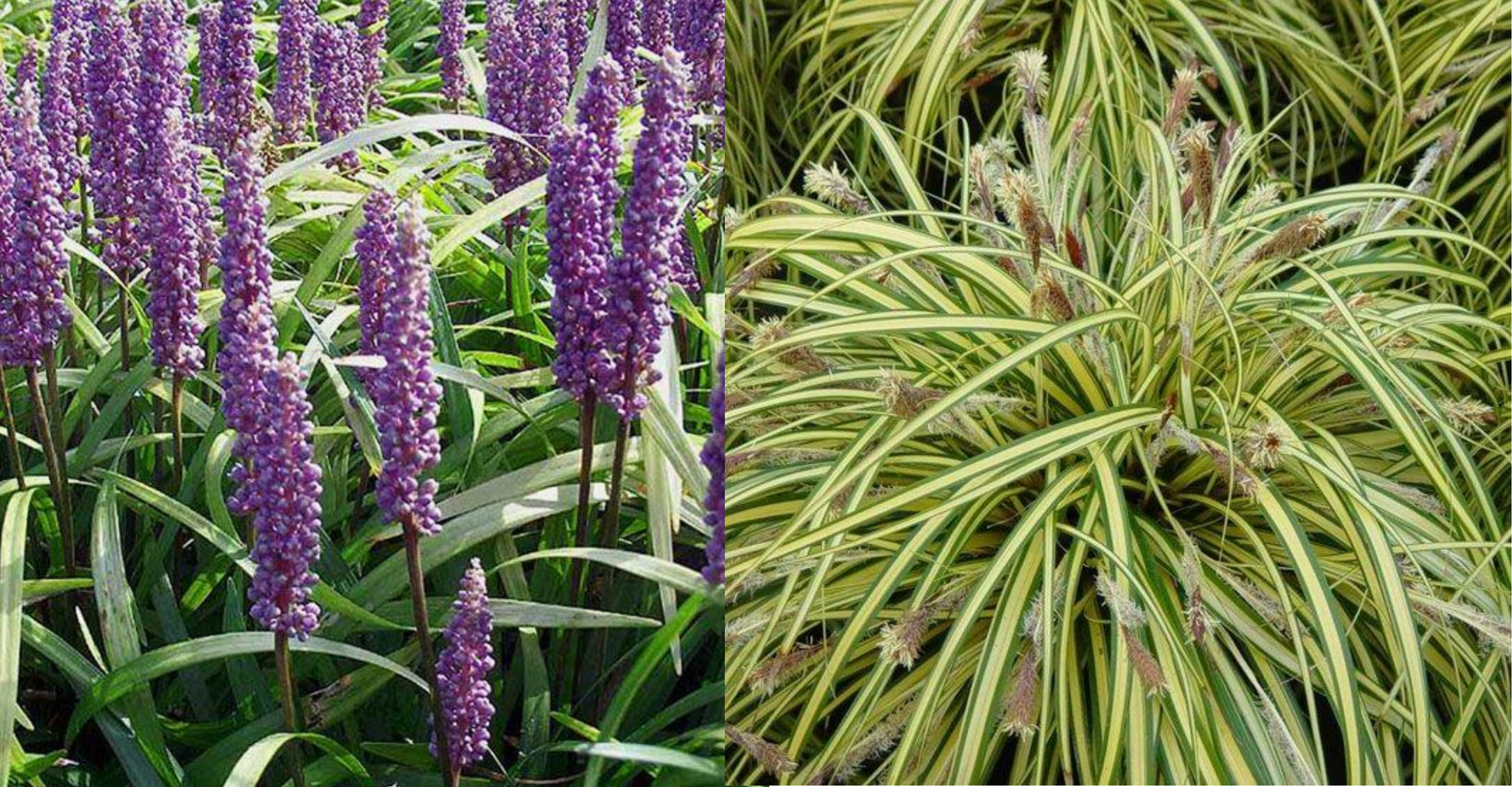 Borderpakket siergrassen laag (1m2) - Tuinplanten