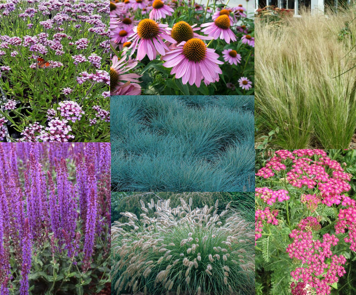 Borderpakket siertuin (3,5m2) - Tuinplanten