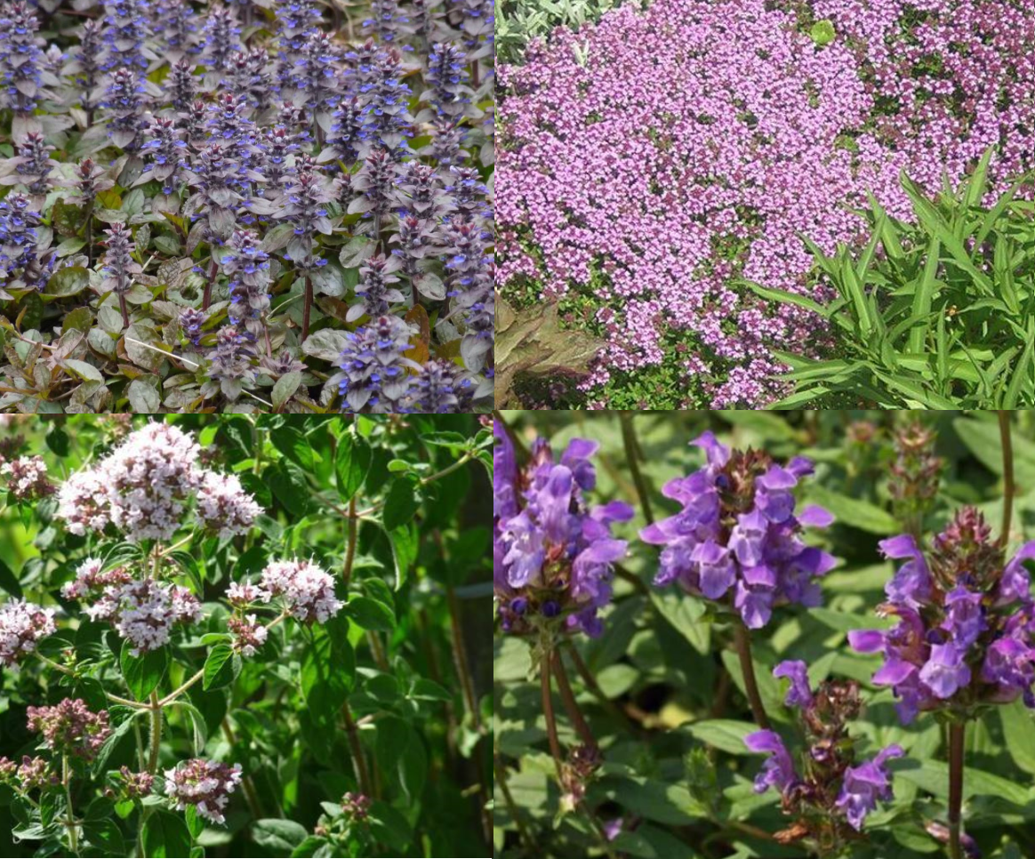 Borderpakket voor bijen (1,5m2) - Tuinplanten