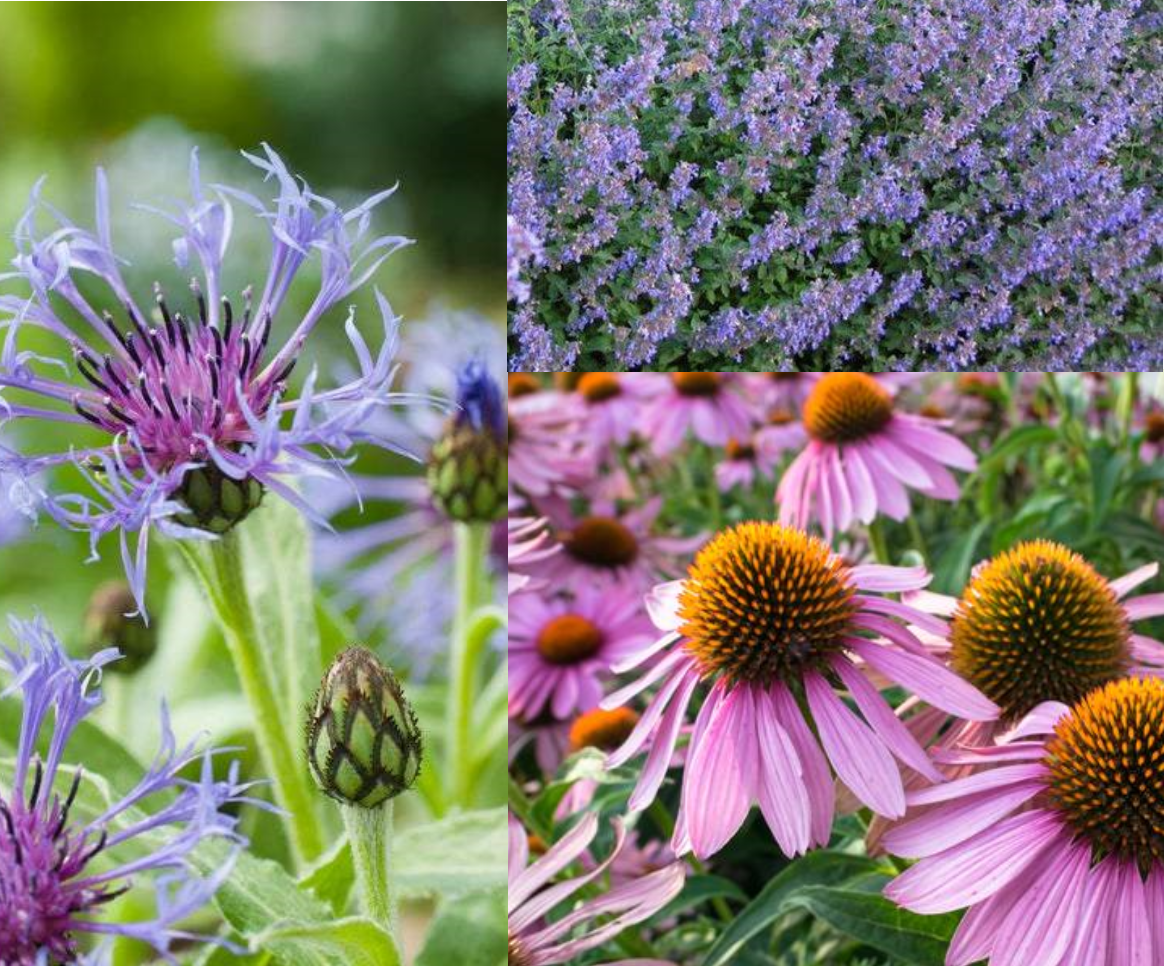 Borderpakket voor vlinders (1,5m2) - Tuinplanten
