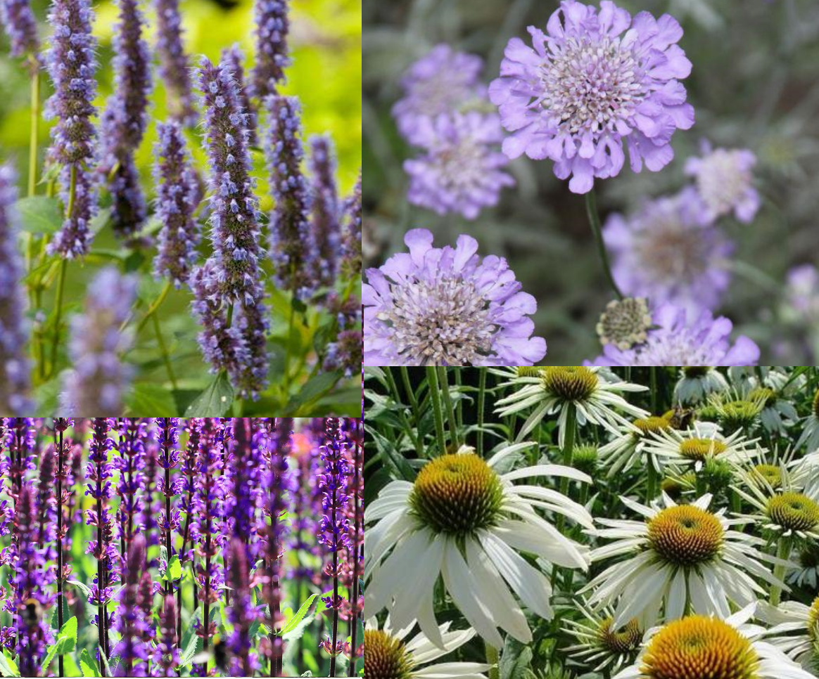 Beetpaket für Schmetterlinge und Bienen (1,5m2) - Gartenpflanzen