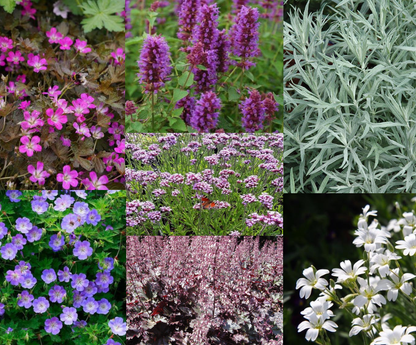Borderpakket zeer lange bloeiers (3,5m2) - Tuinplanten