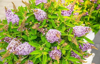 Schmetterlingsstrauch (Buddleja davidii Butterfly Candy® Lila Sweetheart)