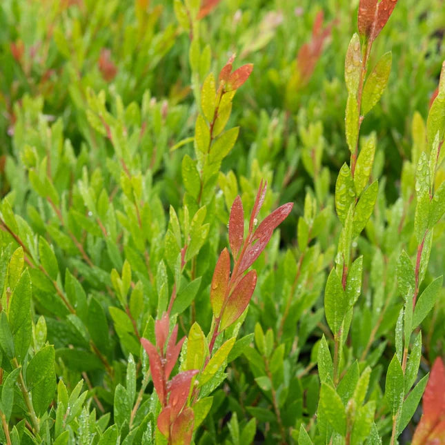 Lampepoetserplant (Callistemon viminalis 'Inferno') - Exotische planten