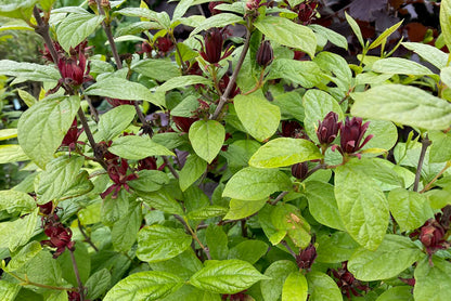 Specerijstruik (Calycanthus floridus) - Heesters