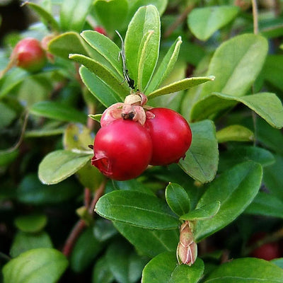 Kletterpflanze Vaccinium macrocarpon 'Pilgrim' (Cranberry)