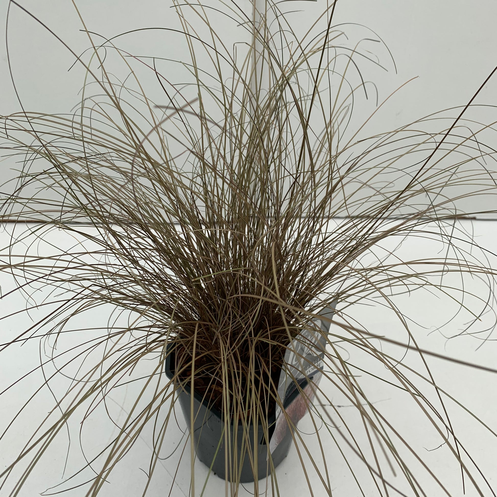 Zegge (Carex 'Bronze Form') - Zegge