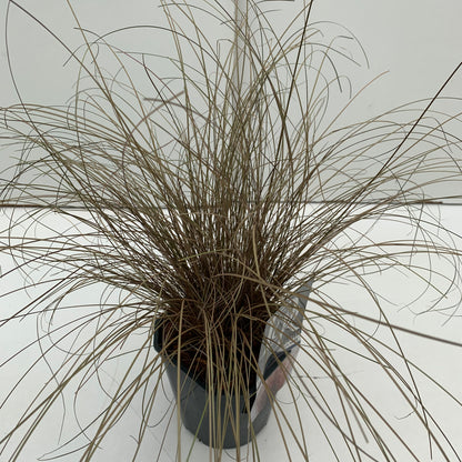 Zegge (Carex 'Bronze Form') - Zegge