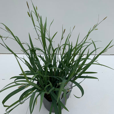 Zegge (Carex 'Bunny Blue')