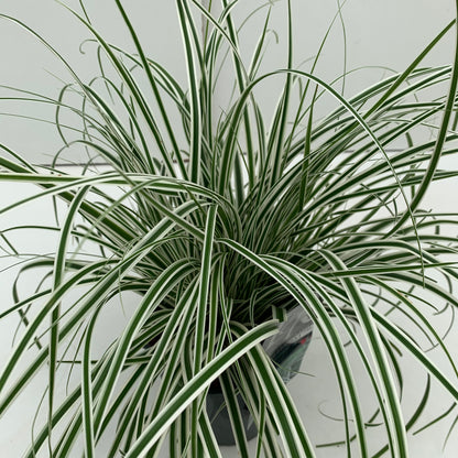 Zegge (Carex 'Everest') - Zegge