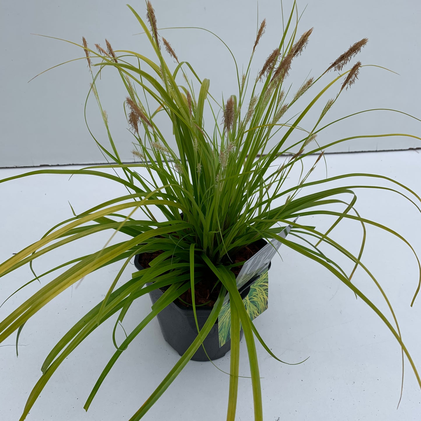 Zegge (Carex 'Everillo') - Zegge