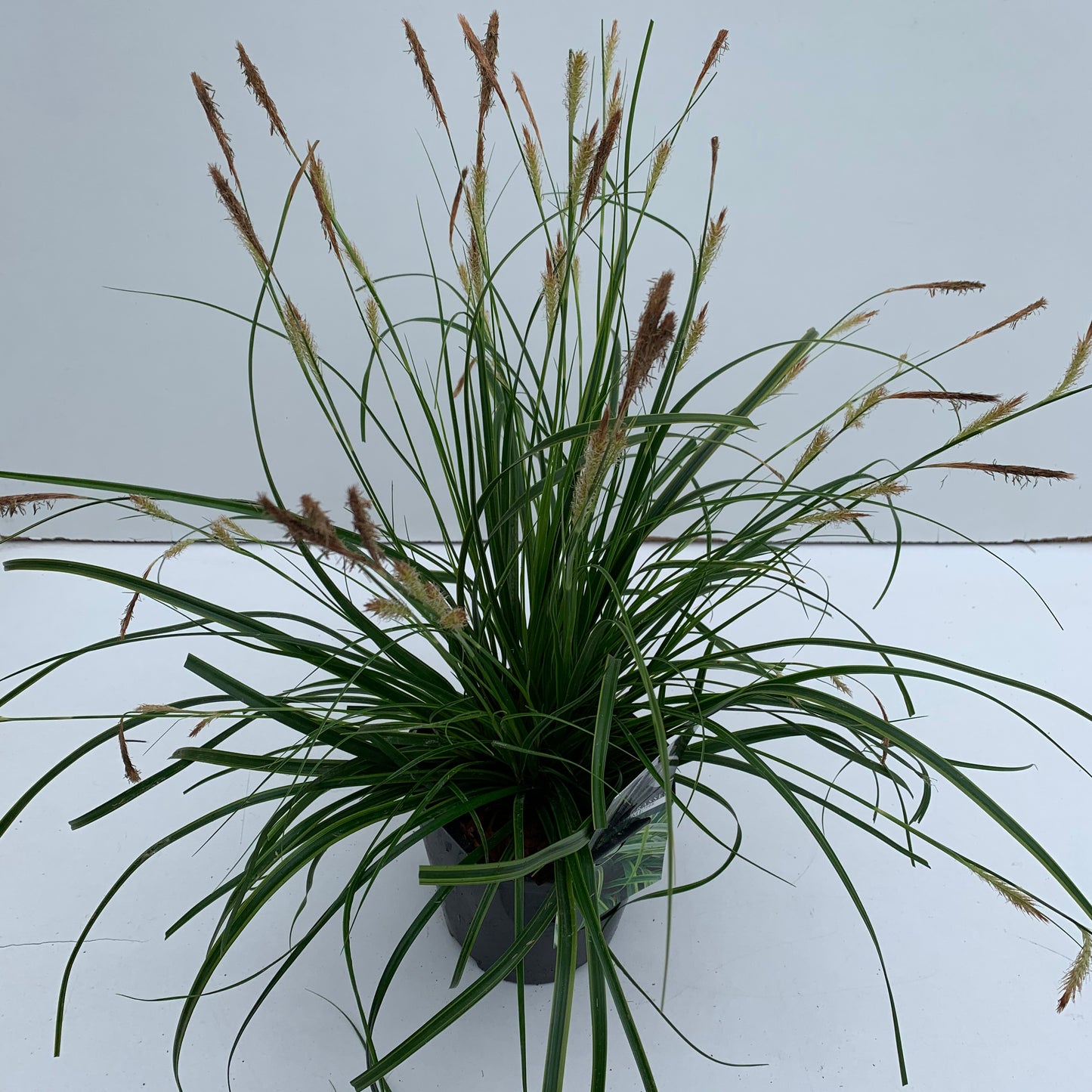 Zegge (Carex 'Everlime') - Zegge