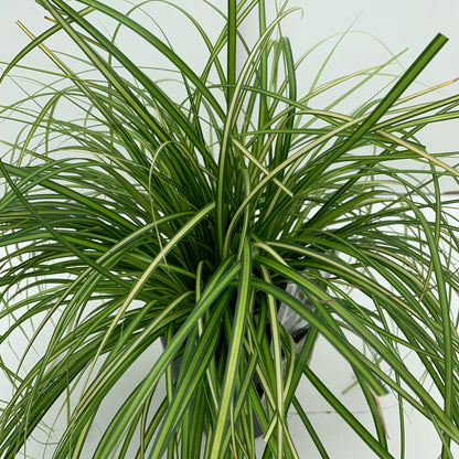 Zegge (Carex 'Eversheen') - Zegge