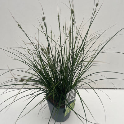 Zegge (Carex 'Magic Green')
