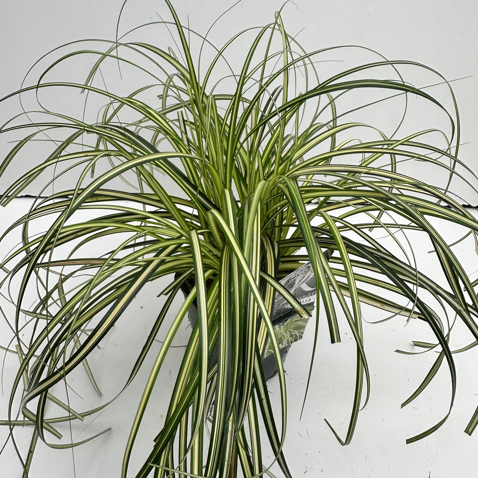 Zegge (Carex 'Moon Falls') - Zegge