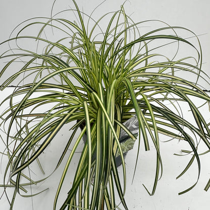 Zegge (Carex 'Moon Falls') - Zegge