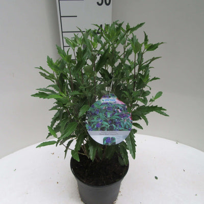 Caryopteris (Caryopteris cland. Grand Bleu®)