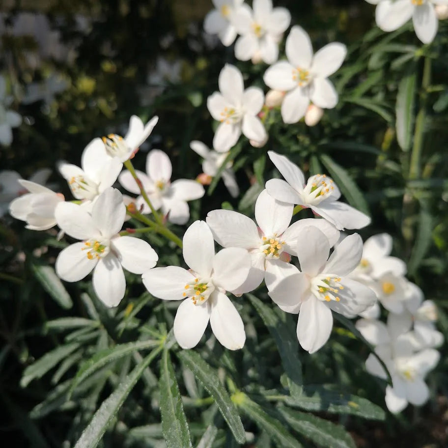 Choisya (Choisya Scented Gem) - Heesters