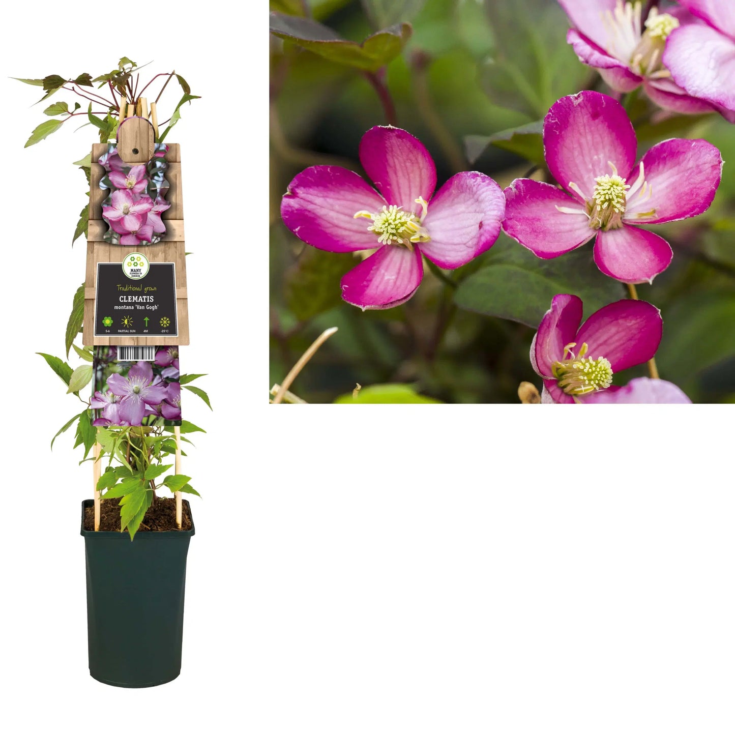 Klimplant Clematis montana 'Van Gogh' (Bosrank) - 