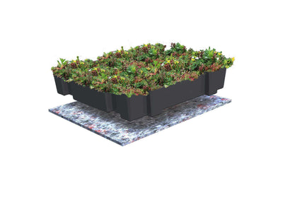 Gründach CLICK 'N & GO LIGHT SEDUMTRAY – 1m² (Komplettpaket)