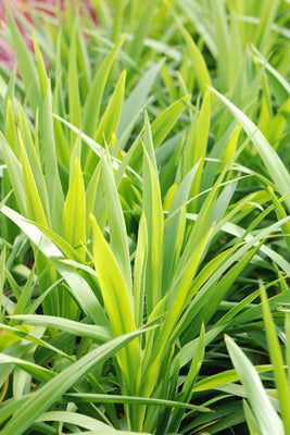 Cordyline (Cordyline Emerald Star)