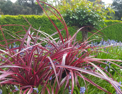 Cordyline (Cordyline Festival® Burgundy)