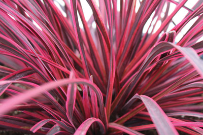 Cordyline (Cordyline Festival® Himbeere)