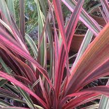 Cordyline (Cordyline australis Can Can) - Exotische planten