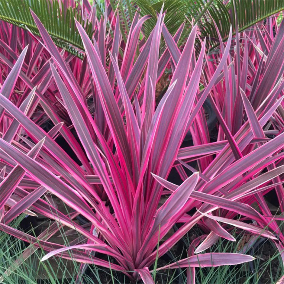 Cordyline (Cordyline australis Pink Passion) - Exotische planten