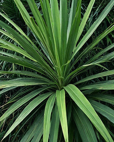Cordyline (Cordyline australis 'Atlantic Green') - Exotische Pflanzen