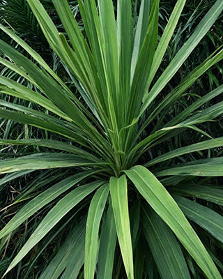Cordyline (Cordyline australis 'Atlantic Green')
