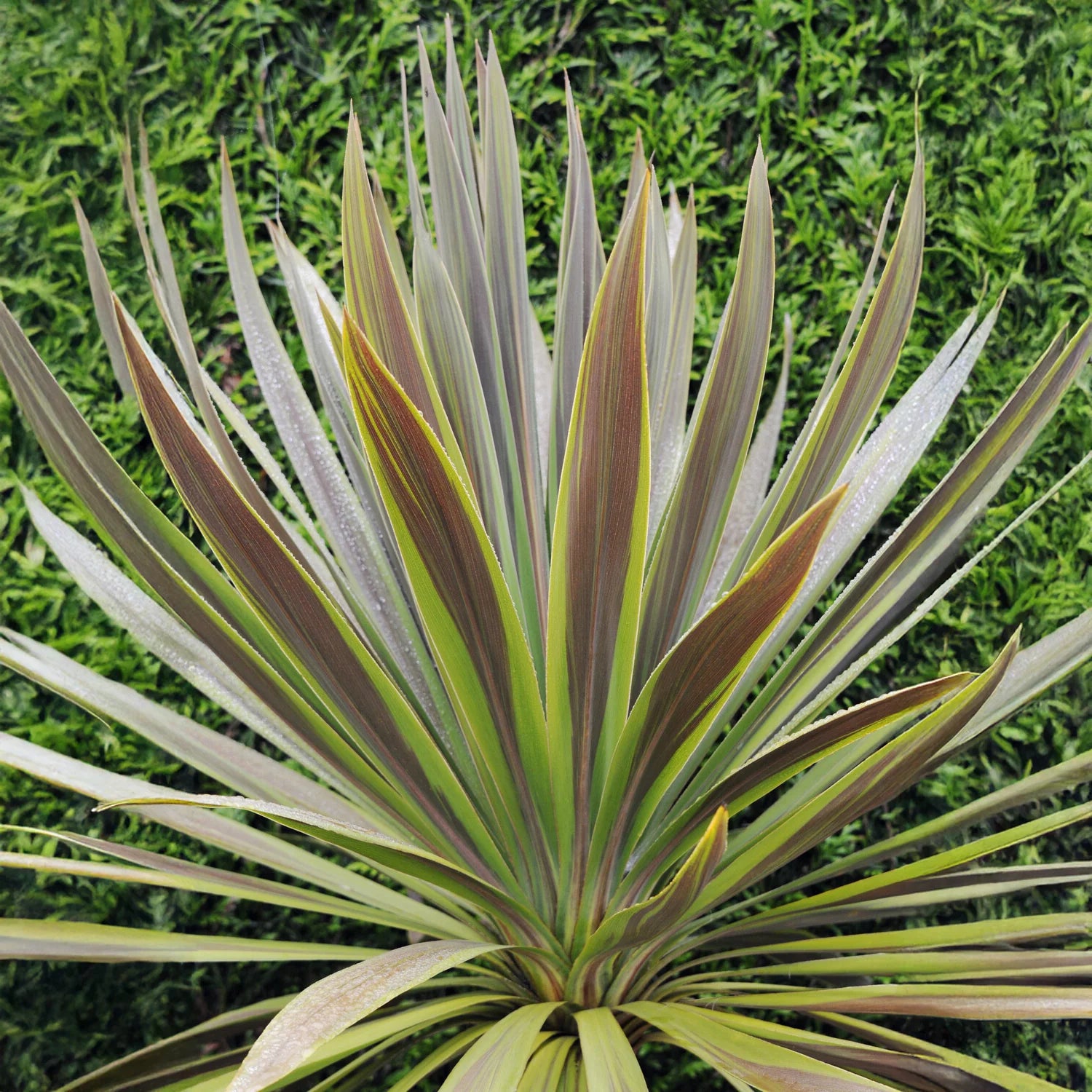 Cordyline (Cordyline australis 'Choc Mint') - Exotische Pflanzen