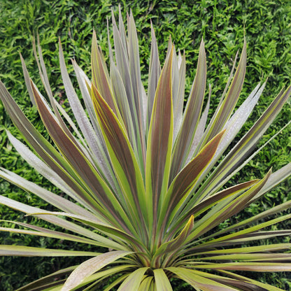 Cordyline (Cordyline australis 'Choc Mint') - Exotische Pflanzen