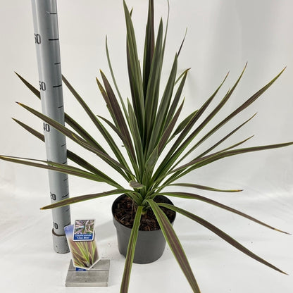 Cordyline (Cordyline australis 'Choc Mint') - Exotische Pflanzen