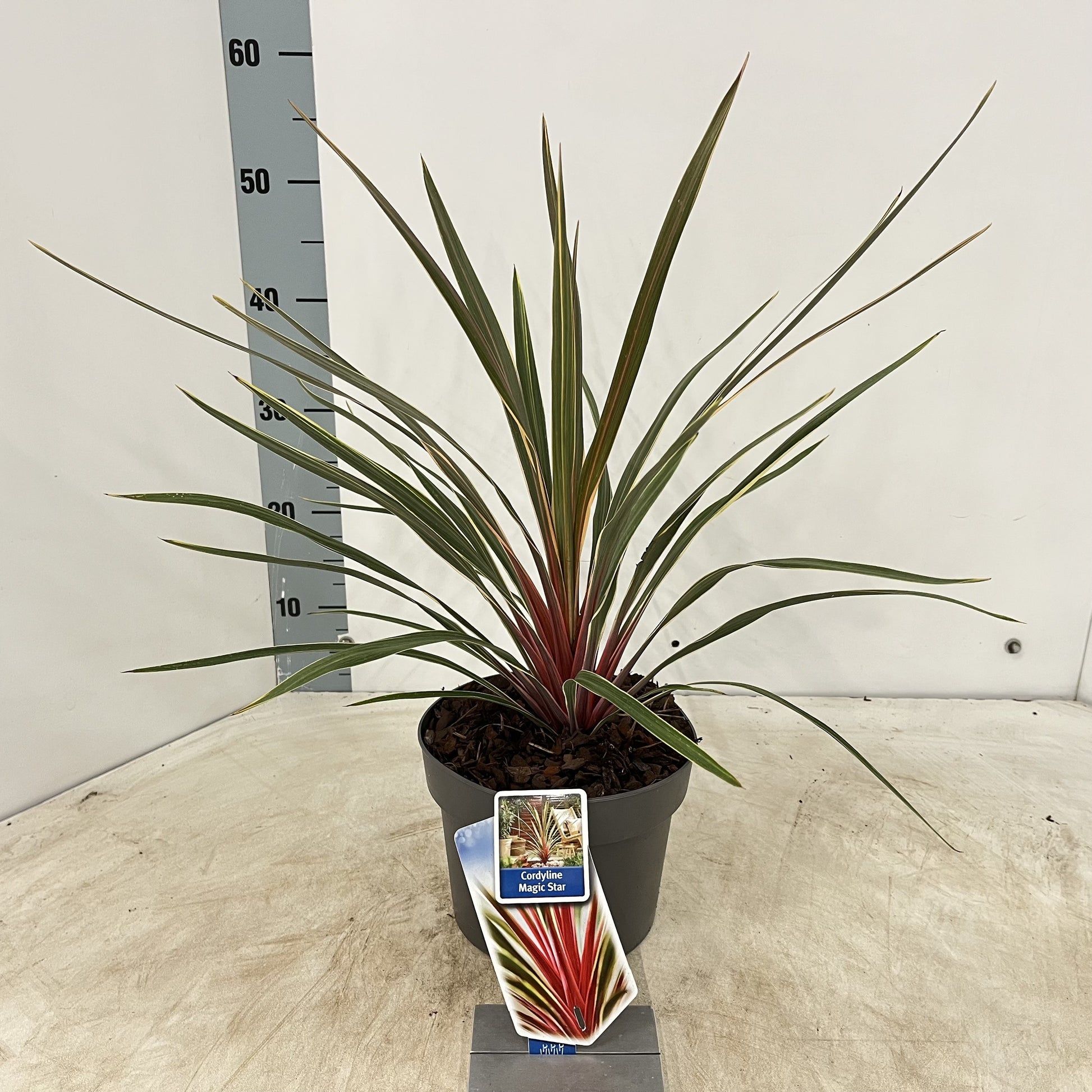 Cordyline (Cordyline australis 'Magic Star') - Exotische planten