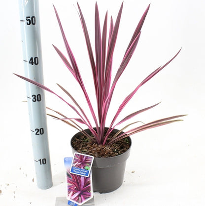 Cordyline (Cordyline australis 'Paso Doble' ) - Exotische planten