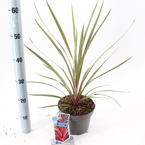 Cordyline (Cordyline australis 'Red Heart') - Exotische planten