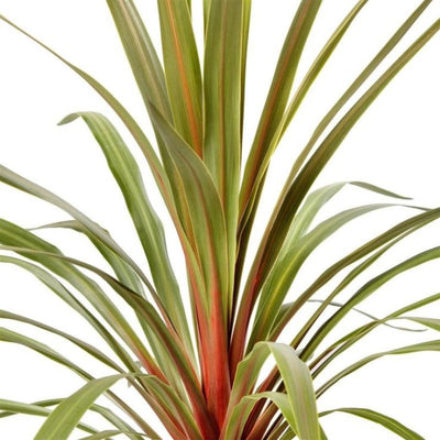 Cordyline (Cordyline australis 'Red Heart')