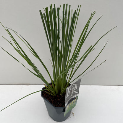 Pampasgras (Cortaderia sell. 'Mini Pampas') - Pampasgras