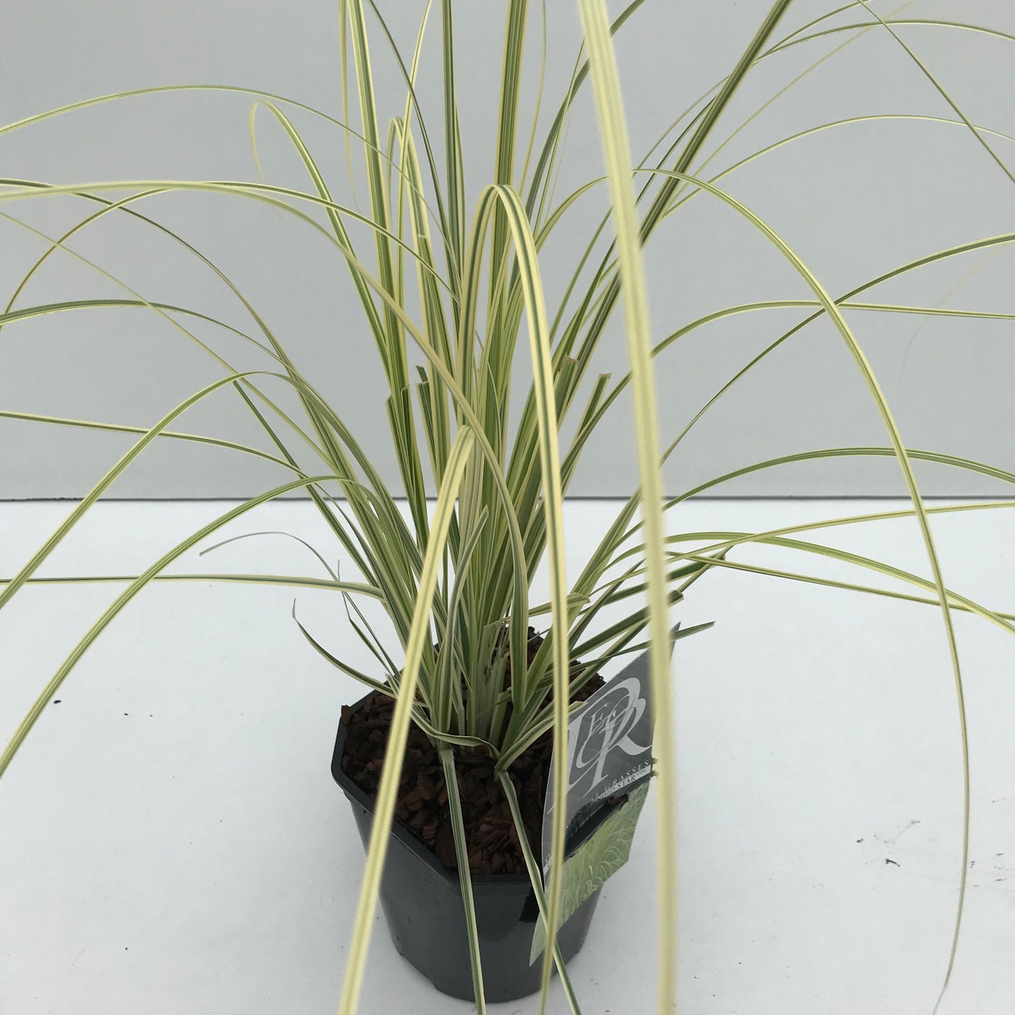 Pampasgras (Cortaderia 'Splendid Star') - Pampasgras