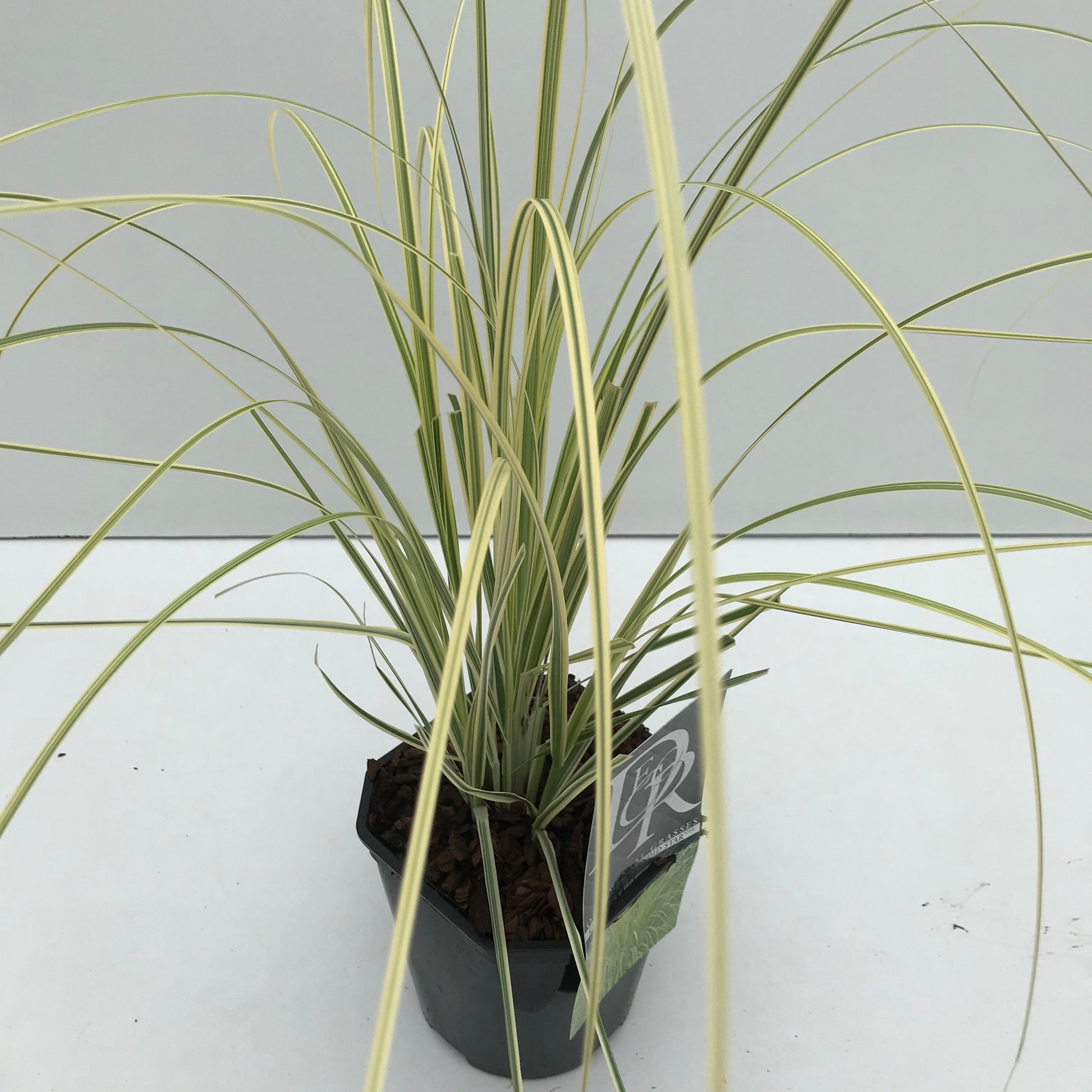 Pampasgras (Cortaderia 'Splendid Star') - Pampasgras