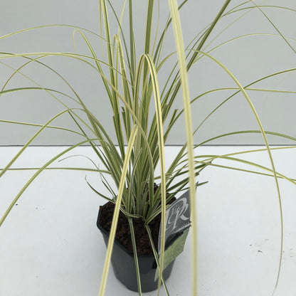 Pampasgras (Cortaderia 'Splendid Star') - Pampasgras