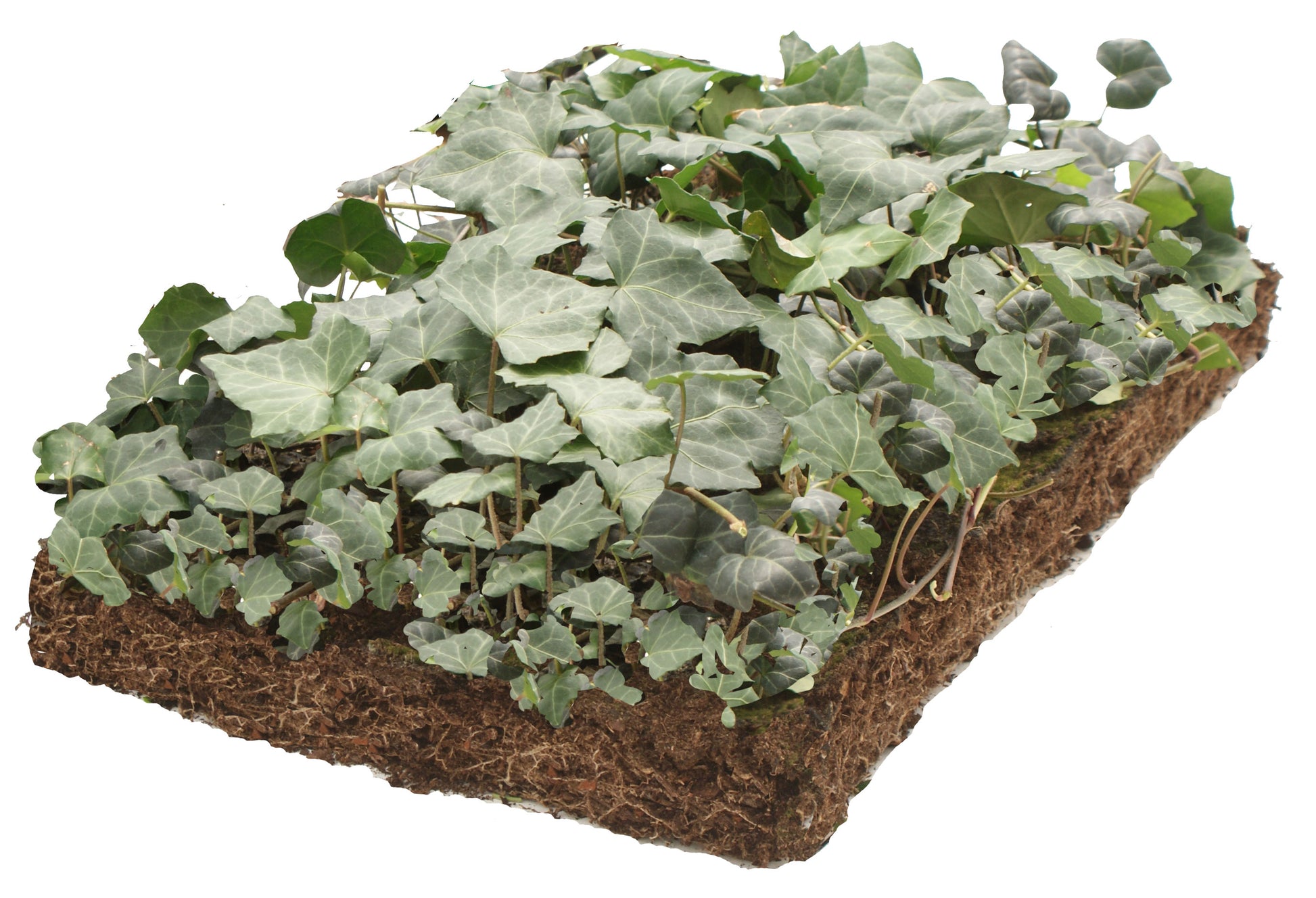 Bodembedekker Hedera - Plantenmat (57x38cm) - 