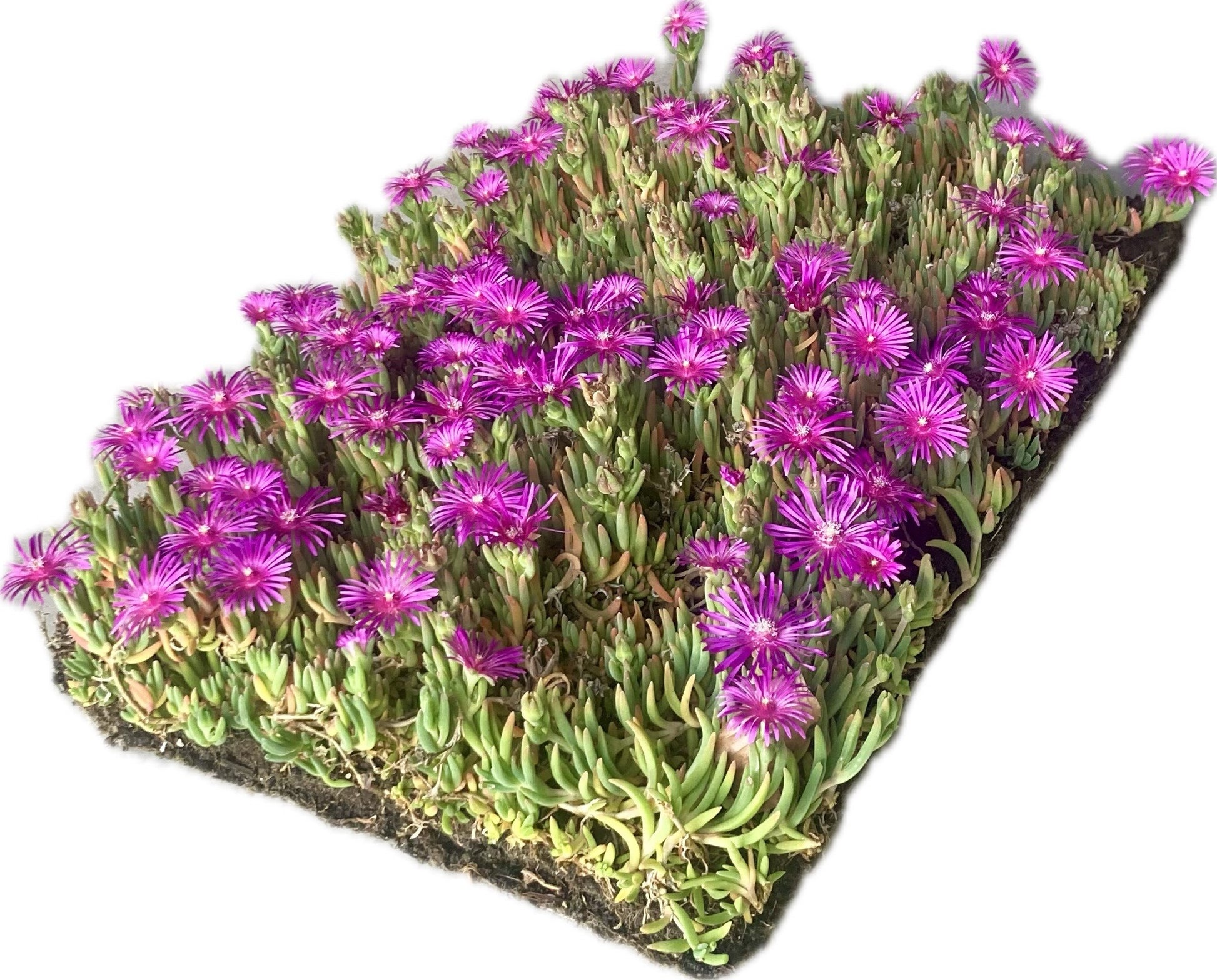 Bodembedekker  Delosperma cooperi - Plantenmat (57x38cm) - 