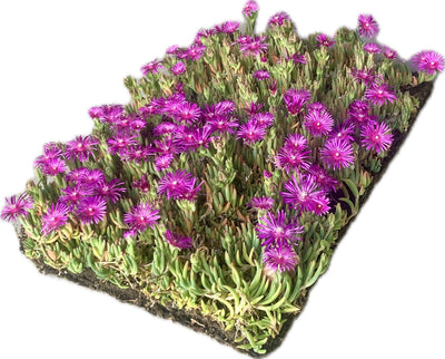 Bodendecker Delosperma cooperi - Pflanzenmatte (57x38cm)